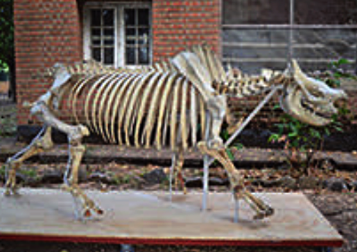 Ein Rhinoceros für Karonga