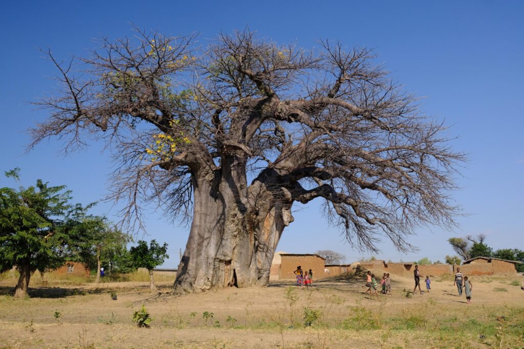 baobab