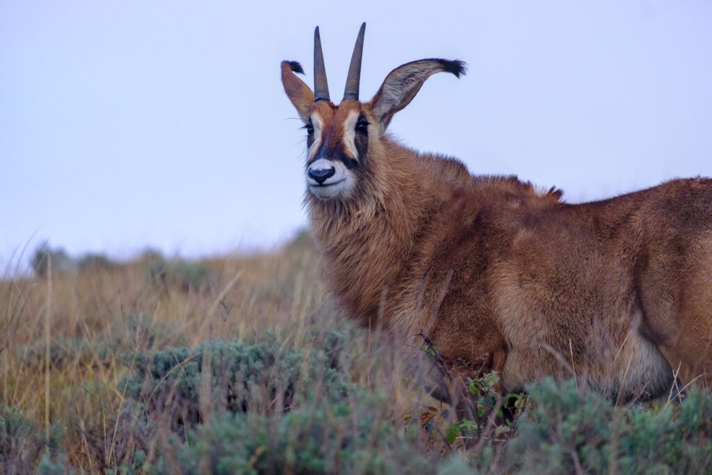 Alle guten Wünsche für ein glückliches & gesundes 2026!