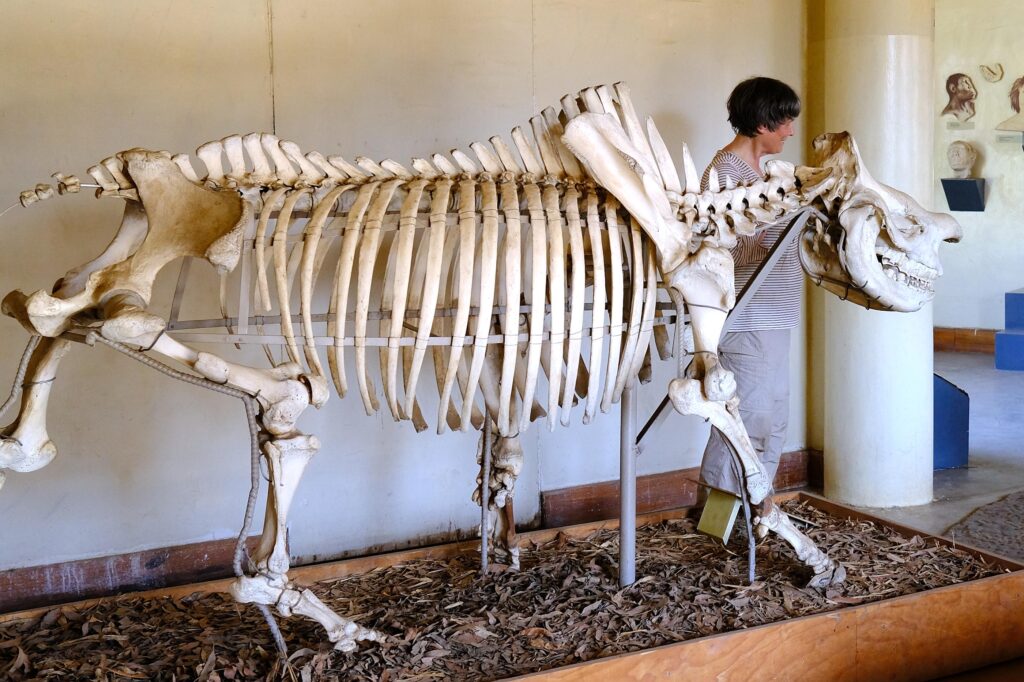 Spitzmaulnashorn „Chimwemwe“