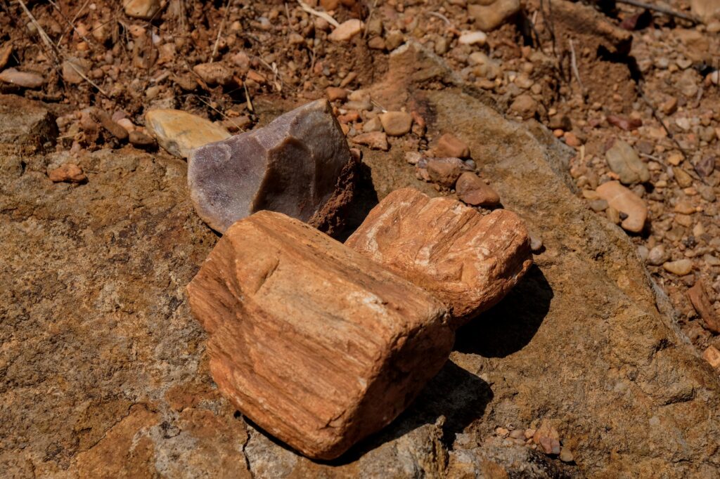 Karonga, fossiles Holz